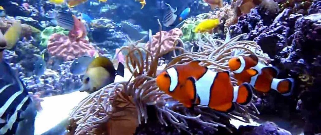 Saltwater fish for sale online | Saltwater Fish store | Marine Fish for