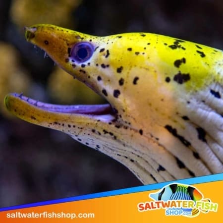 yellow head moray eel for sale