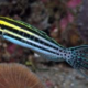 striped blenny