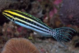 striped blenny