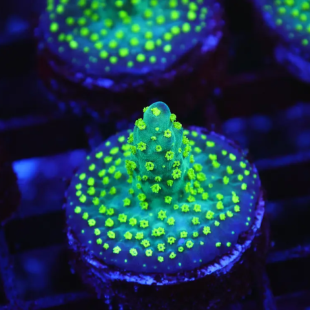 Bonsai Acropora for sale