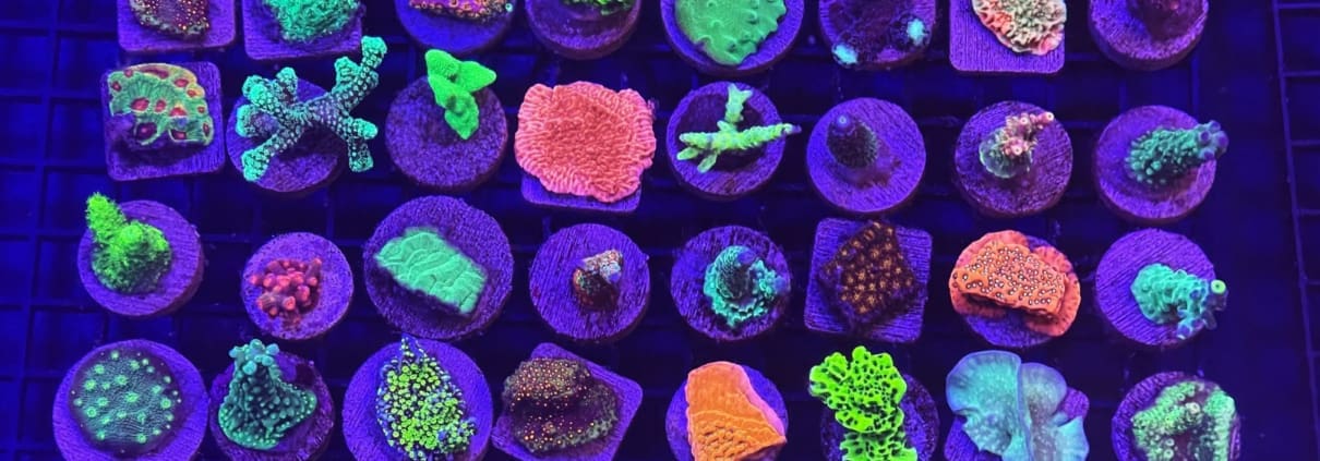 cultured coral value pack for sale Cultured Coral Frag Pack