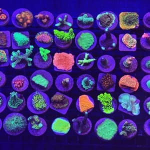 Cultured Coral Frag Pack