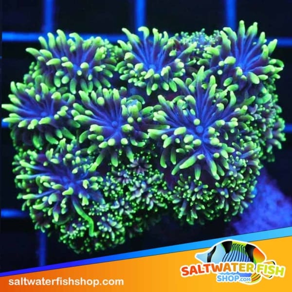 Night Walker Galaxea for sale