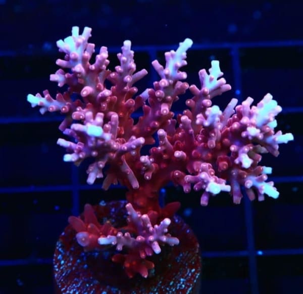 Dragon acropora coral