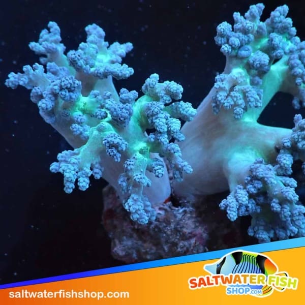 hair blue green leather coral