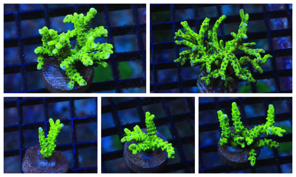 Green Goblin Anacropora coral for sale