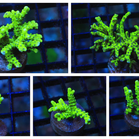 Green Goblin Anacropora coral for sale