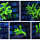 Green Goblin Anacropora coral for sale